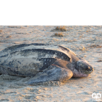 گونه لاکپشت چرمی Leatherback Turtle